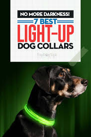 7 Best Light Up Dog Collar Brands 2020 For Night Walks And Winter Time