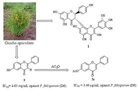 Image result for Gnidia involucrata