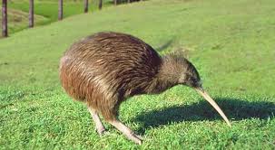 Kiwis Facts Flightless Bird Habitat Diet Information With Pictures Kiwi Bird Flightless Bird Pet Birds