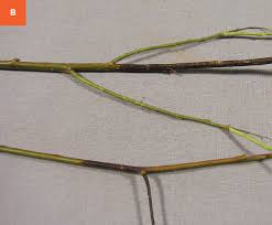 Image result for venturia saliciperda willow tree