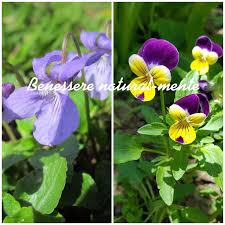 Esistono moltissimi fiori blu facilmente coltivabili in ogni stagione, così da avere un angolo di paradiso sempre nel nostro giardino oppure sul nostro terrazzo. Benessere Natural Mente Viola Mammola E Viola Del Pensiero Proprieta E Utilizzi