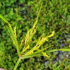 Image result for Cyperus cyperoides