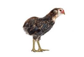 Le Poulailler De Gally Les Fermes De Gally