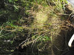 Image result for Oxycaryum