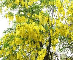 We did not find results for: Laburnum X Watereri Vossii Golden Chain Tree Trees Speciality Trees