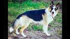 The Panda Shepherd - National Purebred Dog Day®