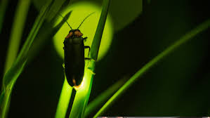 Rekindling the Glow: Are Fireflies Declining?