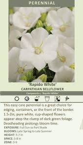 Image result for Carvalhoa campanulata