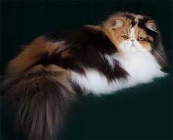 Calico Chintz Persian Cat 5 Calicopersiancat Cats Persian Kittens Persian Cat
