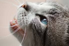 How to brush your cat's teeth. How To Brush Your Cat S Teeth And What To Do If You Can T Life Cats