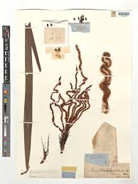 Image result for Acanthophoenix rubra