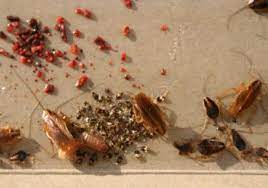 When a cockroach nymph has outgrown its old skin, it finds a protected place to complete the molting process. What Do Cockroach Eggs Look Like Colonial Pest Control