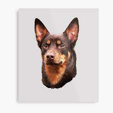 Check spelling or type a new query. Australian Kelpie Metal Prints Redbubble