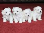 Maltese Puppy for sale by owner - Puppies for Sale Near Me