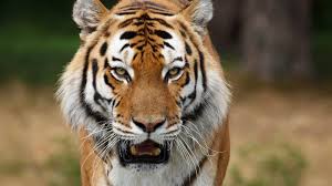 Herunterladen ❤ tiger hintergrundbilder ❤ und erhalten sie mit verschiedenen arten von tigern vertraut. Wild Tiger Wallpapers Group 83