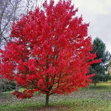 Rotahorn October Glory Baume Garten Garten Pflanzen Laubbaum