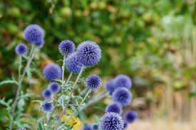 Image result for globe thistle