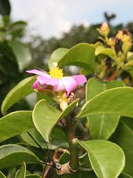 Image result for Pereskia