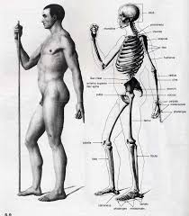 Male side view anatomy images stock photos vectors. Skeleton Side View Surface Anatomy Human Anatomy Human Anatomy