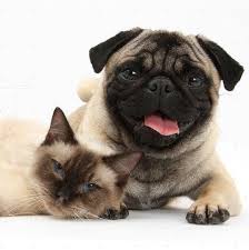 Kedi Ve Kopek Sahiplendirme Platformu Gonderiler Facebook