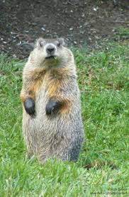 The groundhogs originally led by guitarist/vocalist tony mcphee played reverential covers of classic blues tunes and even backed blues legend john lee hooker on an album. Happy Groundhog Day 10 Things You May Not Know About These Animals Groundhog Pictures Happy Groundhog Day Groundhog