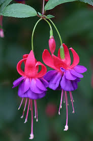 Pin By Lydia On Garden Beautiful Flowers Fuchsia Plant Amazing Flowers