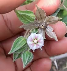 Image result for Trichodesma zeylanicum