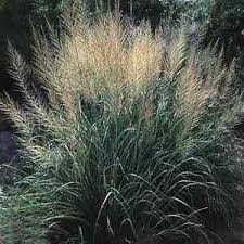 Image result for Sporobolus stapfianus