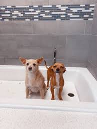 Why pay $50 or more for someone else to wash your dog? Barking Dogs Self Wash Grooming Gilbert 3244 E Guadalupe Rd Ste 106 Gilbert Az Pet Shops Mapquest