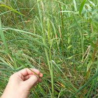 Image result for Echinochloa brevipedicellata