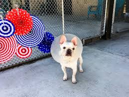 Our counselors will help you choose the best dog or cat for your lifestyle & home. Dozens Of Confiscated French Bulldogs Need Homes In Denver Denverite The Denver Site
