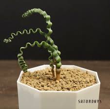 Image result for Trachyandra saltii