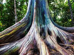 Maybe you would like to learn more about one of these? These Trees Turn Into Rainbows As They Lose Their Bark