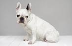 White French Bulldog Puppies for Sale - DogsNow