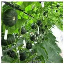 Its flavor elicits a wide range of comments from the best winter squash to glorified zucchini, flavor like water. Kabocha Squash Seeds F1 Cucurbita Maxima Shopee Malaysia
