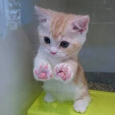 Und Dieses Kleine Katzchen Mit Den Perfekten Pfoten Nil Tan Den Dieses Katzchen Kleine Mit Nil Per Cute Baby Animals Cute Animals Kittens Cutest
