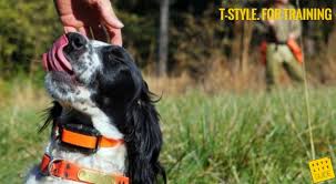 Check spelling or type a new query. Best Collars For Springer Spaniels Report On Top Selling Models Of 2021