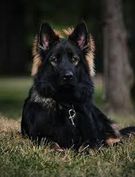 Long coat german shepherd puppies, long hair german shepherd puppies, german shepherd breeders. Long Haired Black Sable German Shepherd Novocom Top