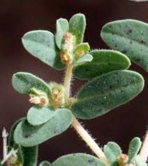 Image result for Euphorbia granulata