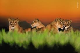 93 Of The Best Wildlife Photos Of 2018 Warning Some Images May Be Too Brutal