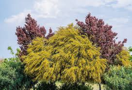 Image result for Acacia baileyana