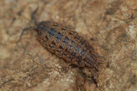 Asseln Griechenland 1 Crustacea Asseln Und Andere Krebstiere Insektenfotos De Forum Krebstiere Assel Tiere