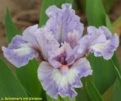 SdbJollyMon < Sdb < Iris Wiki