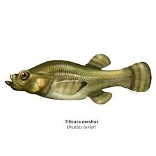 Image result for Orestias