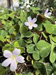 Image result for Oxalis oligotricha