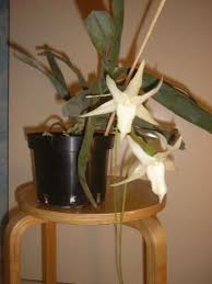 Image result for Angraecum moandense