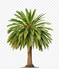 The best selection of royalty free palm vector art, graphics and stock illustrations. Palm Wine Arecaceae Palm Oil Tree Png 1100x1304px Palm Wine African Oil Palm Arecaceae Arecales Borassus