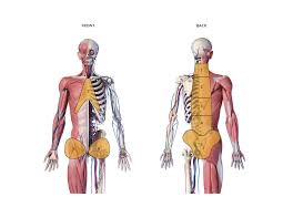 The spinal process is perhaps the most prominent, jutting out like a wing. Is It Inflammatory Or Non Inflammatory Chronic Back Pain How To Diagnose