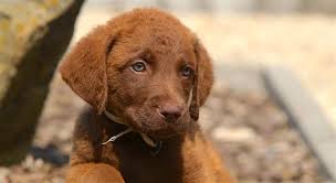 Looking to stud my akc registered chesapeake bay retriever. 5 Things To Know About Chesapeake Bay Retrievers
