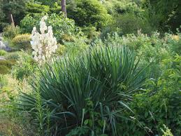 Image result for Yucca gloriosa
